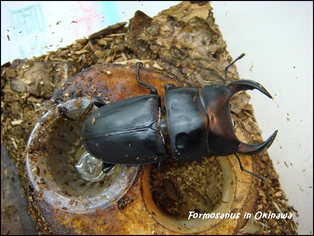 «ö¦¹¦b·sµøµ¡ÂsÄý¹Ï¤ù