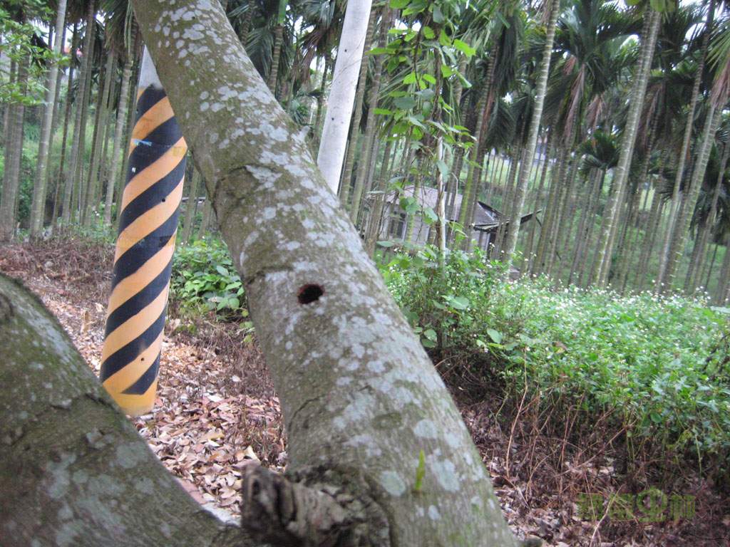 按此在新視窗瀏覽圖片