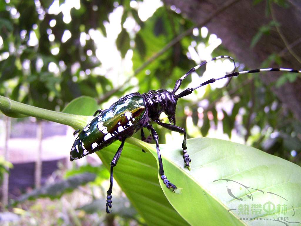 按此在新視窗瀏覽圖片