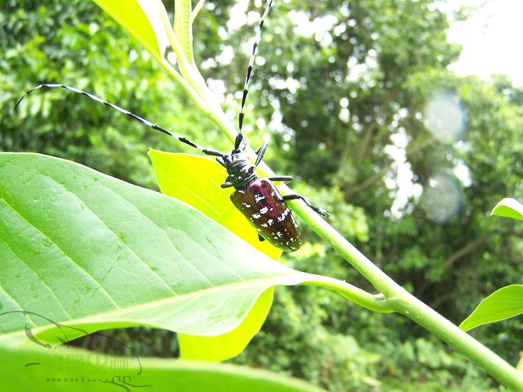 按此在新視窗瀏覽圖片