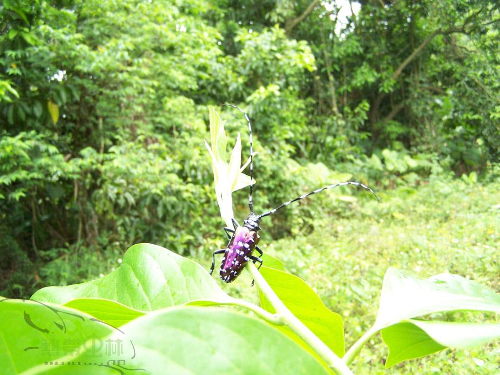 按此在新視窗瀏覽圖片