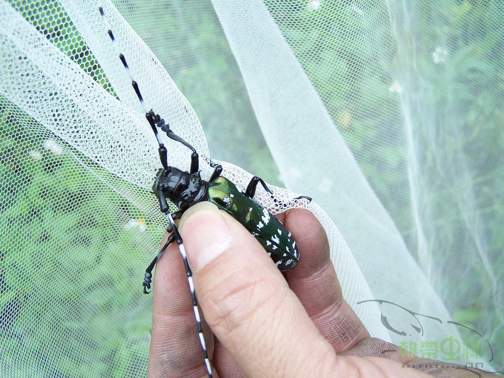 按此在新視窗瀏覽圖片