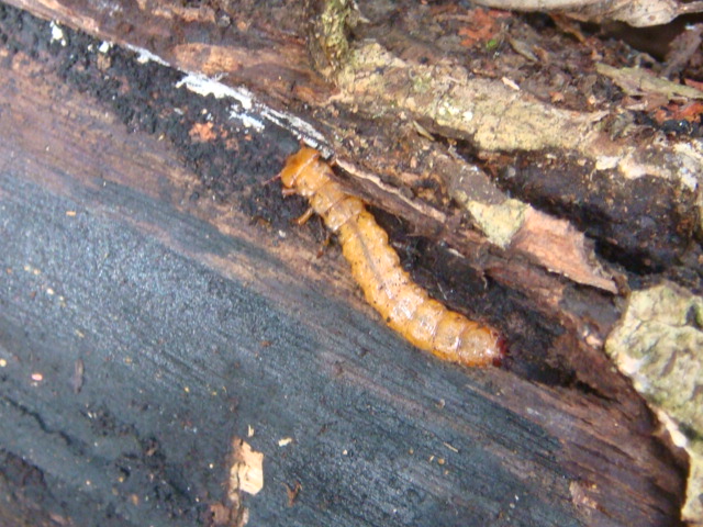 按此在新視窗瀏覽圖片