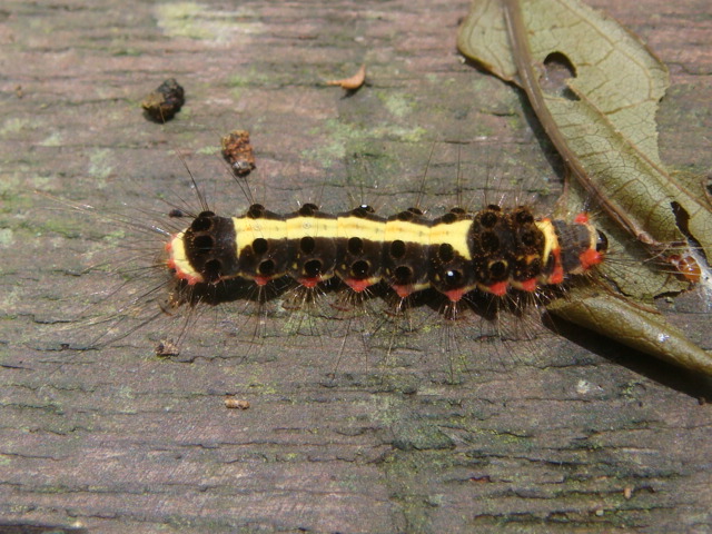 按此在新視窗瀏覽圖片