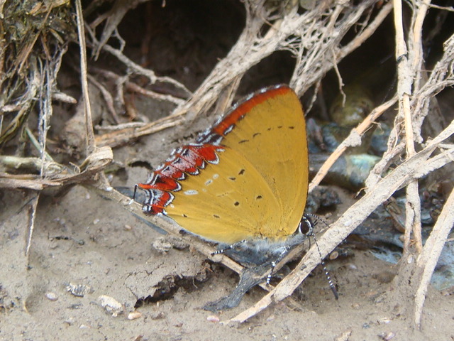 按此在新視窗瀏覽圖片