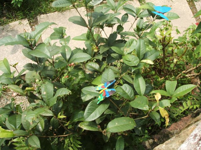 按此在新視窗瀏覽圖片