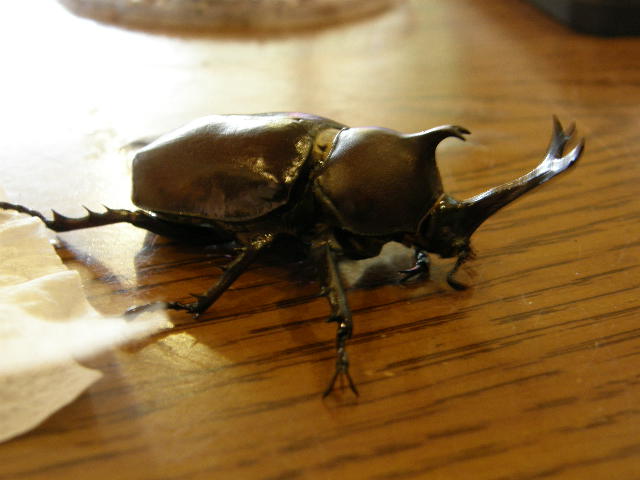 按此在新視窗瀏覽圖片