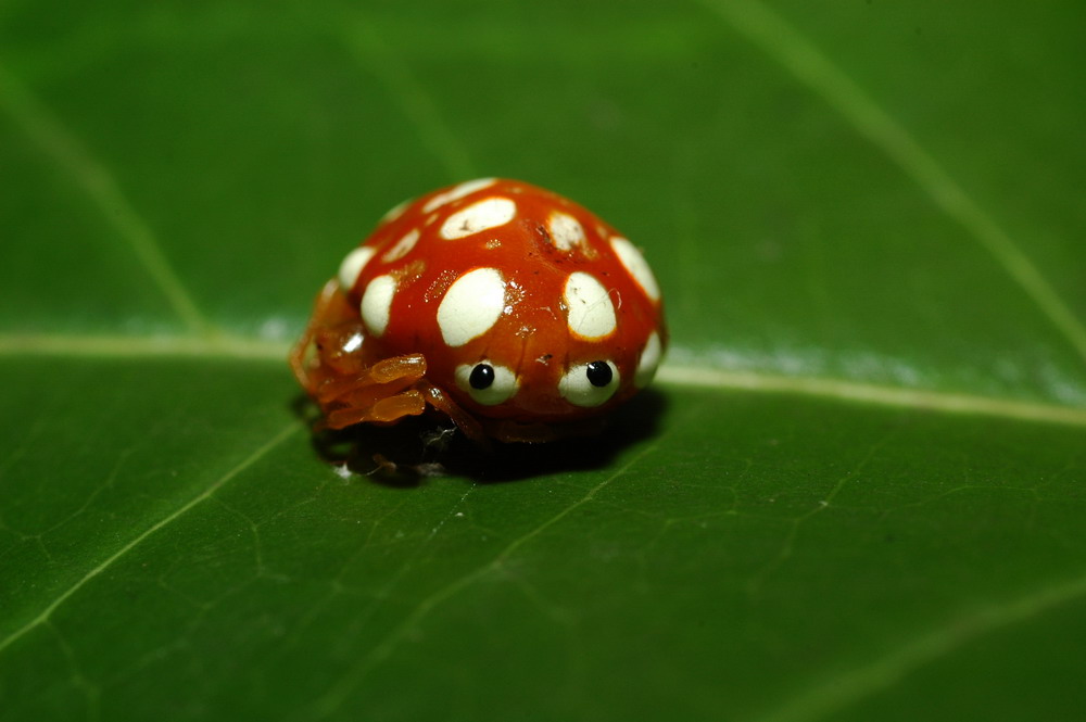 «ö¦¹¦b·sµøµ¡ÂsÄý¹Ï¤ù