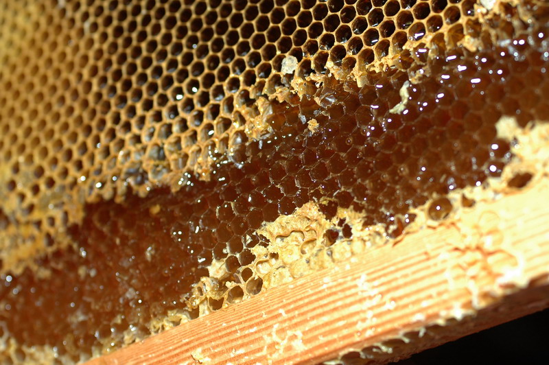 «ö¦¹¦b·sµøµ¡ÂsÄý¹Ï¤ù