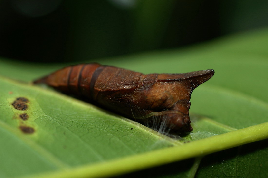 «ö¦¹¦b·sµøµ¡ÂsÄý¹Ï¤ù