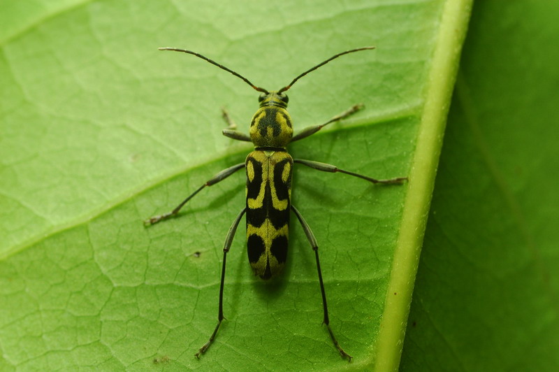 «ö¦¹¦b·sµøµ¡ÂsÄý¹Ï¤ù