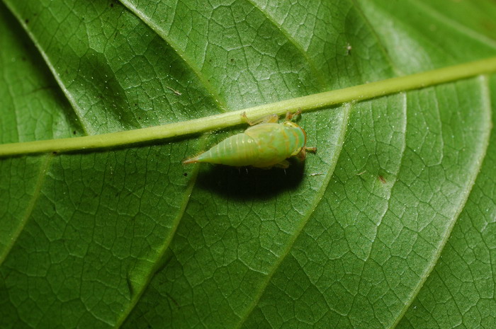 «ö¦¹¦b·sµøµ¡ÂsÄý¹Ï¤ù