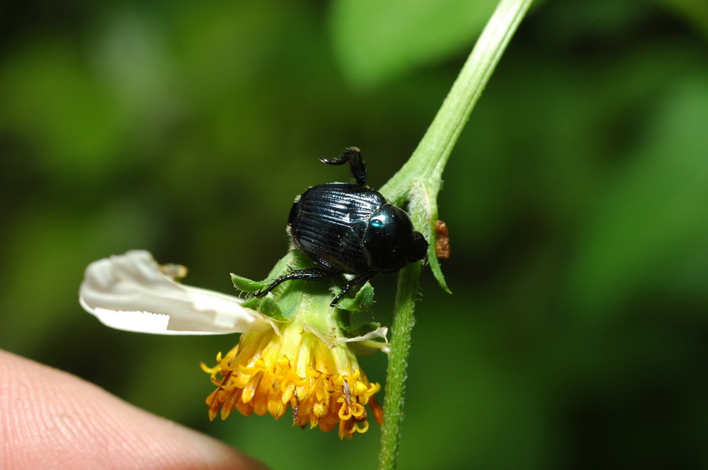 «ö¦¹¦b·sµøµ¡ÂsÄý¹Ï¤ù