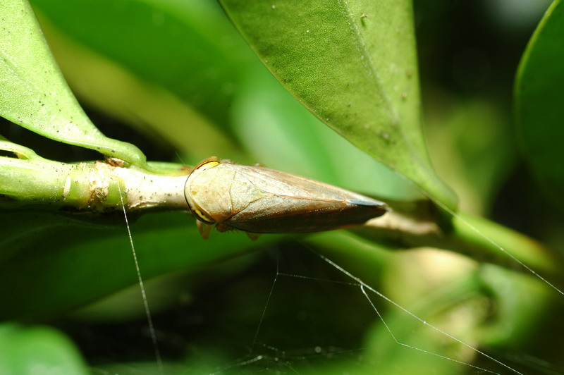 «ö¦¹¦b·sµøµ¡ÂsÄý¹Ï¤ù