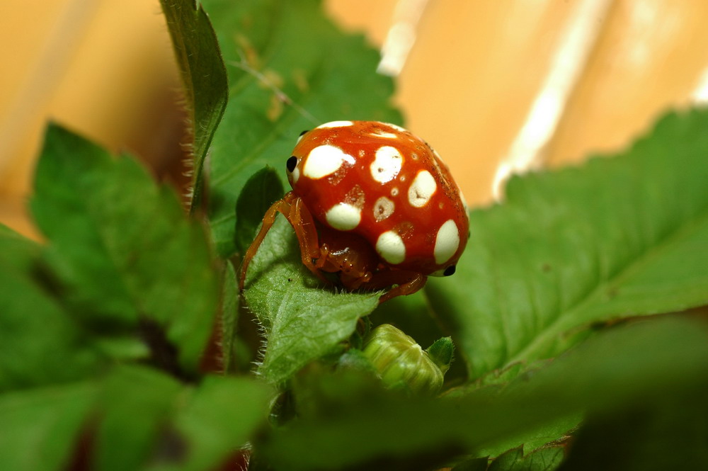 «ö¦¹¦b·sµøµ¡ÂsÄý¹Ï¤ù