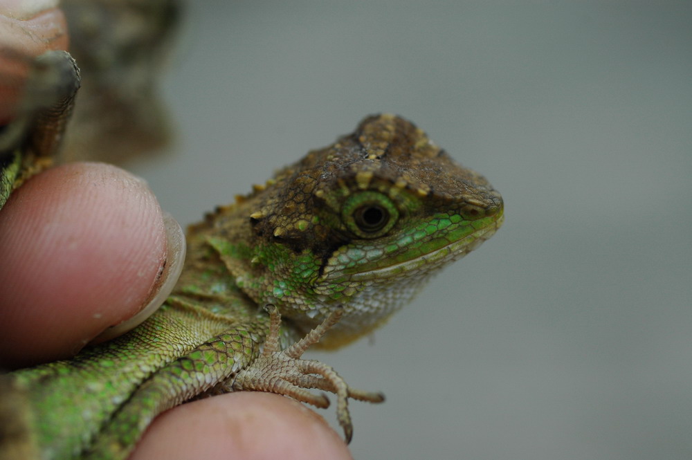 «ö¦¹¦b·sµøµ¡ÂsÄý¹Ï¤ù