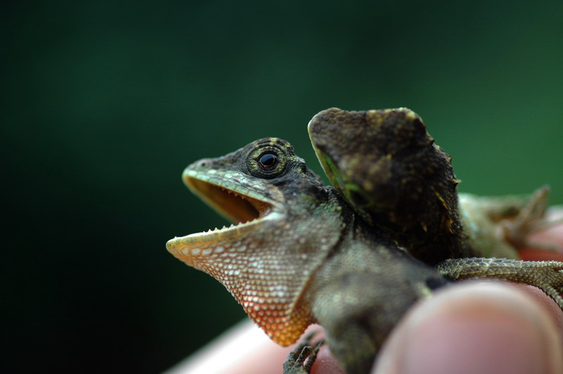 «ö¦¹¦b·sµøµ¡ÂsÄý¹Ï¤ù