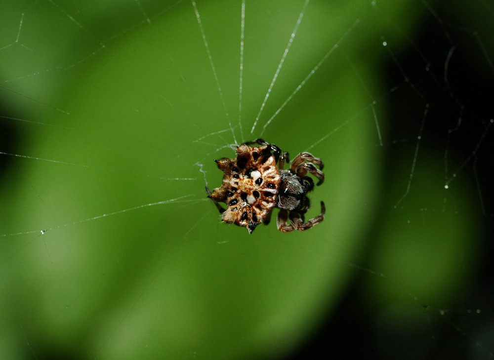 «ö¦¹¦b·sµøµ¡ÂsÄý¹Ï¤ù