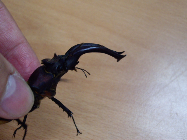 按此在新視窗瀏覽圖片