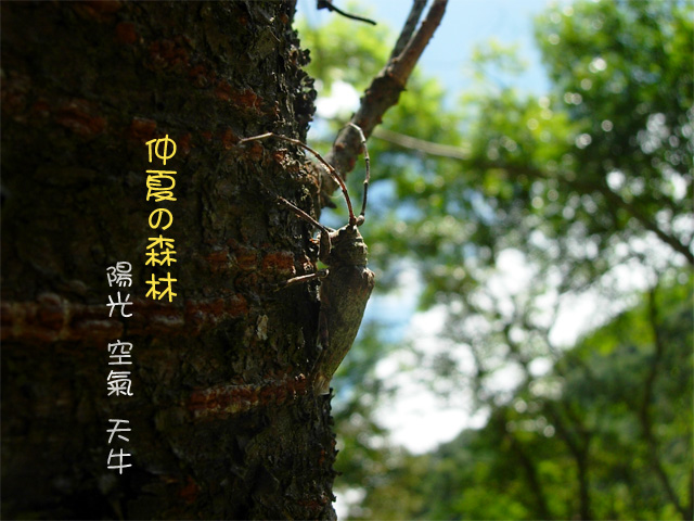 «ö¦¹¦b·sµøµ¡ÂsÄý¹Ï¤ù