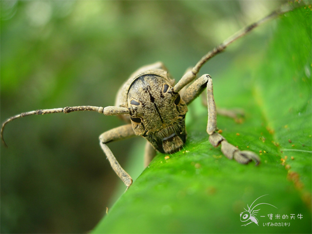 «ö¦¹¦b·sµøµ¡ÂsÄý¹Ï¤ù