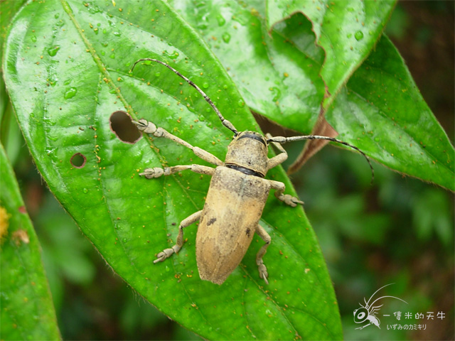 «ö¦¹¦b·sµøµ¡ÂsÄý¹Ï¤ù