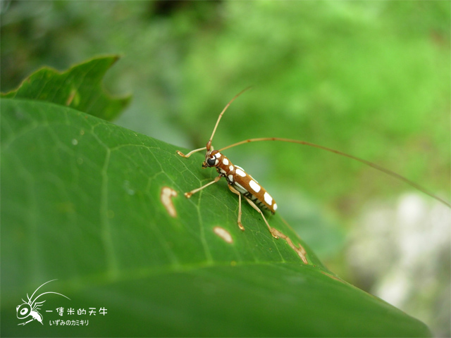 «ö¦¹¦b·sµøµ¡ÂsÄý¹Ï¤ù