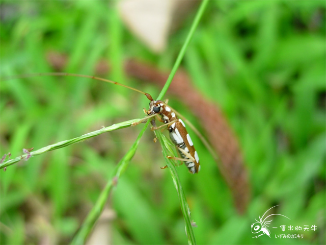 «ö¦¹¦b·sµøµ¡ÂsÄý¹Ï¤ù