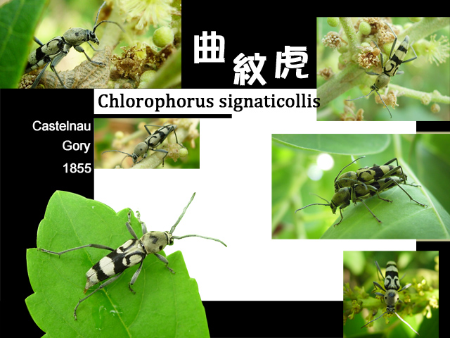 «ö¦¹¦b·sµøµ¡ÂsÄý¹Ï¤ù