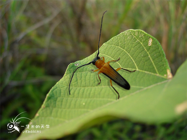 «ö¦¹¦b·sµøµ¡ÂsÄý¹Ï¤ù