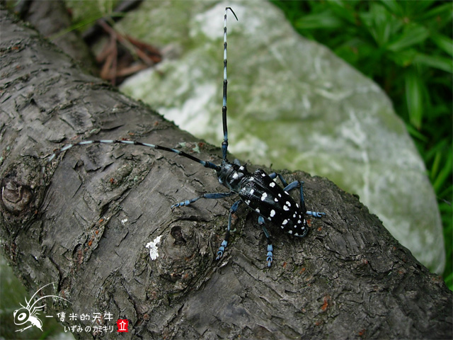 «ö¦¹¦b·sµøµ¡ÂsÄý¹Ï¤ù