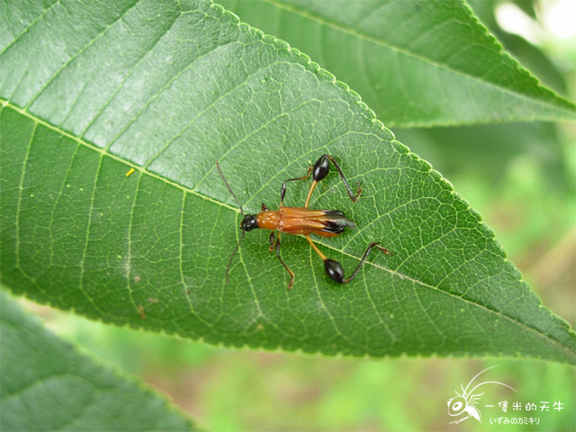 «ö¦¹¦b·sµøµ¡ÂsÄý¹Ï¤ù