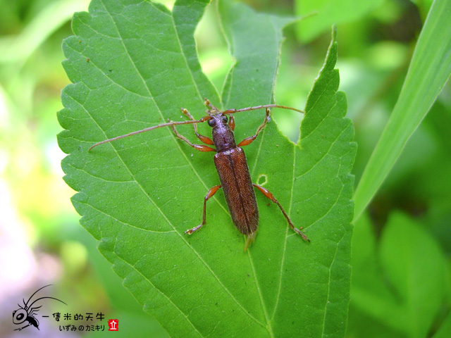 «ö¦¹¦b·sµøµ¡ÂsÄý¹Ï¤ù