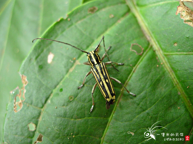 «ö¦¹¦b·sµøµ¡ÂsÄý¹Ï¤ù