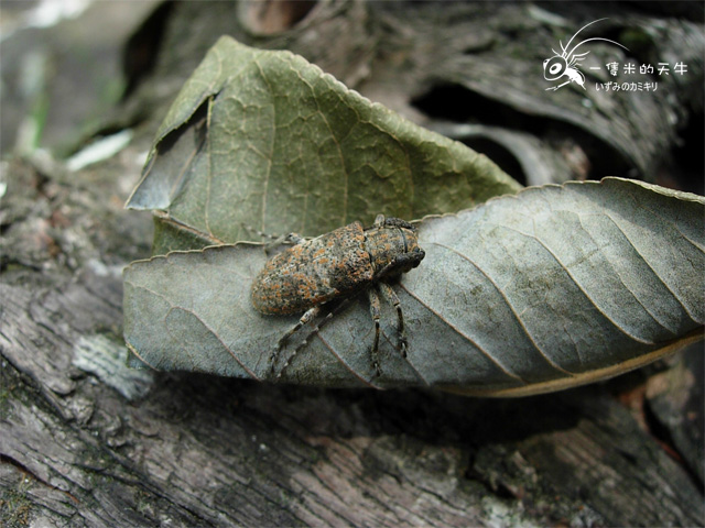 «ö¦¹¦b·sµøµ¡ÂsÄý¹Ï¤ù