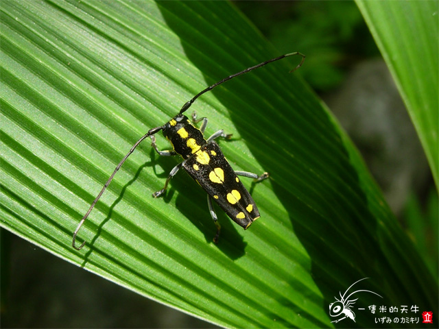 «ö¦¹¦b·sµøµ¡ÂsÄý¹Ï¤ù