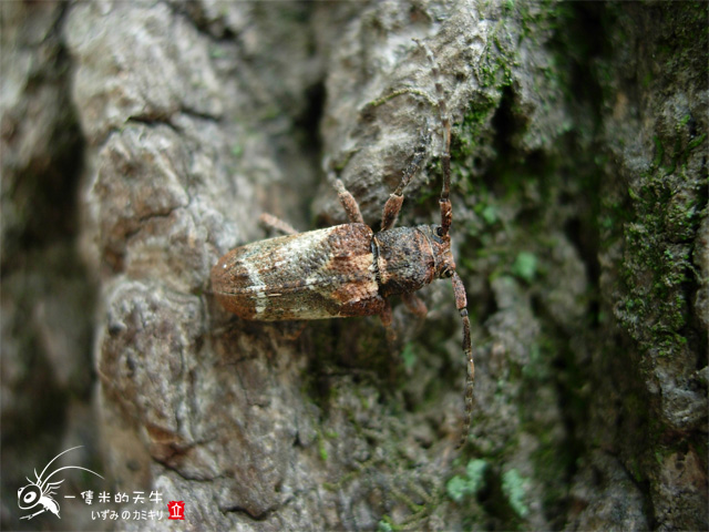 «ö¦¹¦b·sµøµ¡ÂsÄý¹Ï¤ù