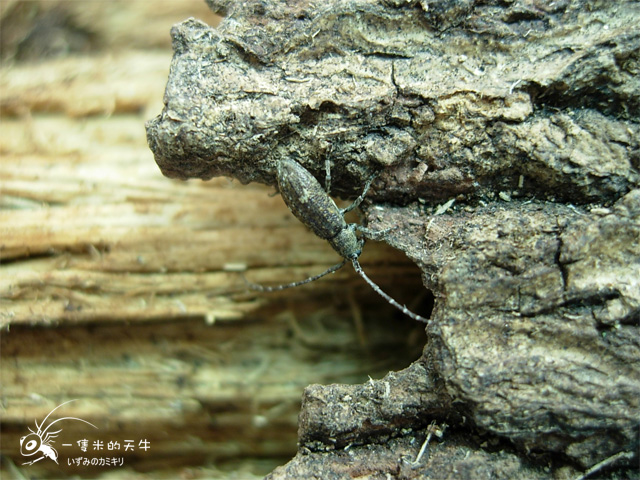 «ö¦¹¦b·sµøµ¡ÂsÄý¹Ï¤ù