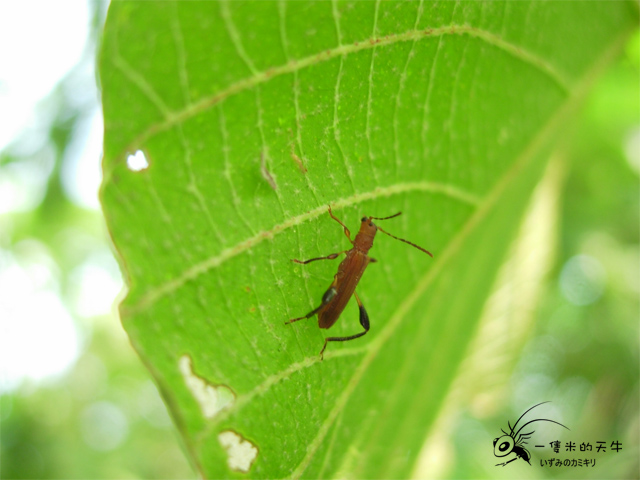 «ö¦¹¦b·sµøµ¡ÂsÄý¹Ï¤ù