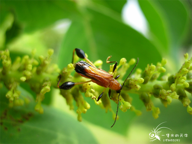 «ö¦¹¦b·sµøµ¡ÂsÄý¹Ï¤ù