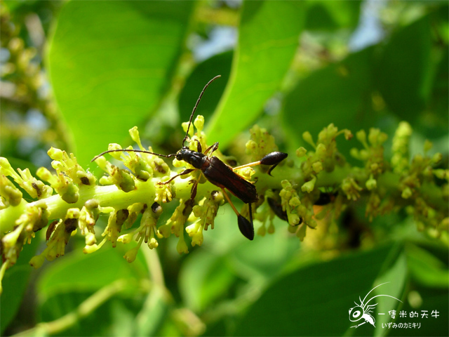 «ö¦¹¦b·sµøµ¡ÂsÄý¹Ï¤ù