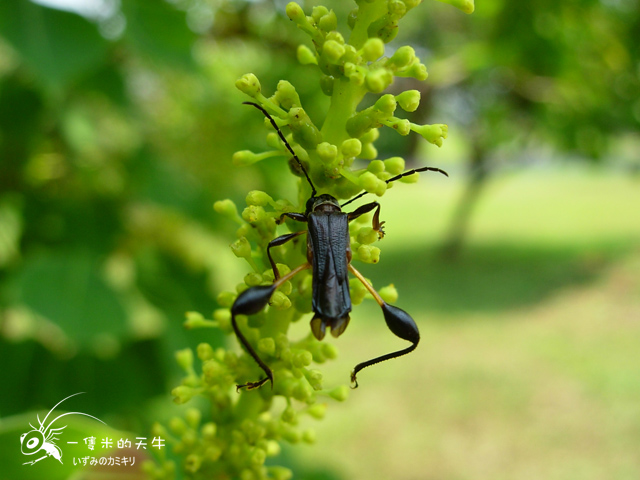 «ö¦¹¦b·sµøµ¡ÂsÄý¹Ï¤ù