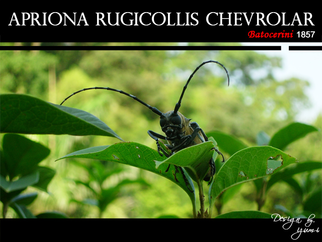 «ö¦¹¦b·sµøµ¡ÂsÄý¹Ï¤ù