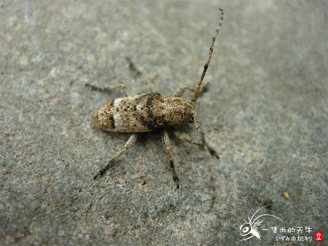 «ö¦¹¦b·sµøµ¡ÂsÄý¹Ï¤ù