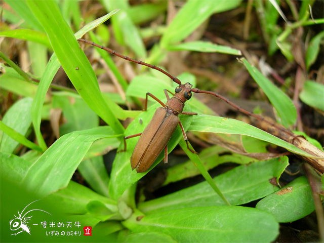 «ö¦¹¦b·sµøµ¡ÂsÄý¹Ï¤ù