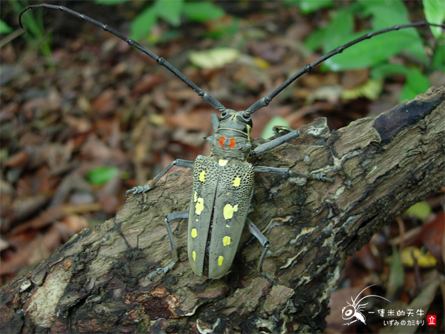 «ö¦¹¦b·sµøµ¡ÂsÄý¹Ï¤ù