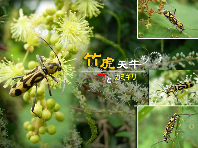 «ö¦¹¦b·sµøµ¡ÂsÄý¹Ï¤ù