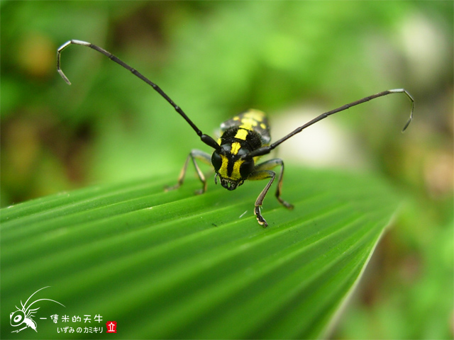 «ö¦¹¦b·sµøµ¡ÂsÄý¹Ï¤ù