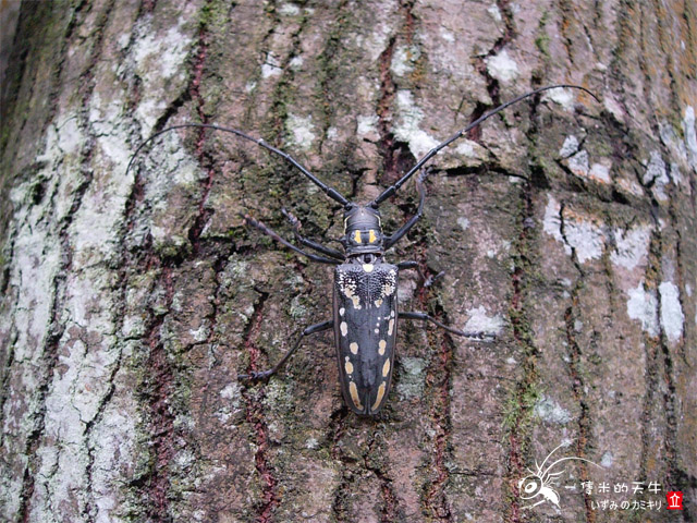 «ö¦¹¦b·sµøµ¡ÂsÄý¹Ï¤ù