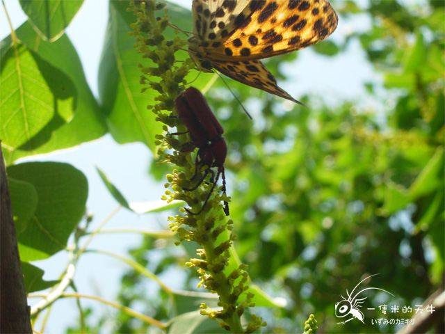 «ö¦¹¦b·sµøµ¡ÂsÄý¹Ï¤ù